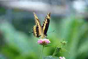 Free photo selective focus shot of an old world swallowtail butterfly perched on a light pink flower