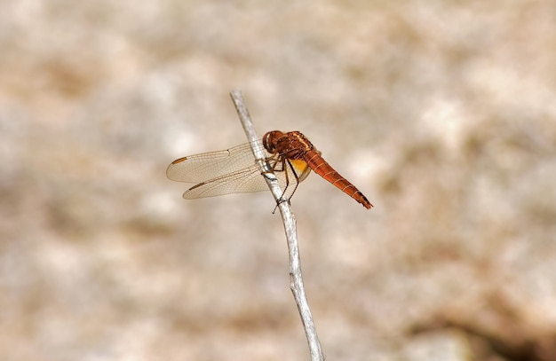 Selective focus shot of an orange dragonfly on a twig