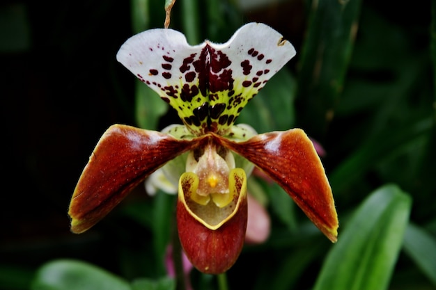 Selective focus shot of Orchids of the Philippines flowers blooming on Mainau island in Germany