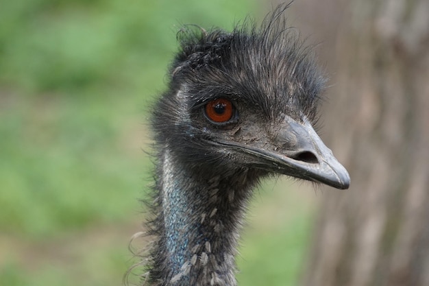 Free photo selective focus shot of ostrich head in the nature