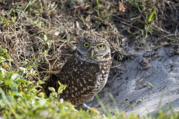 Selective focus shot of an owl looking at the front