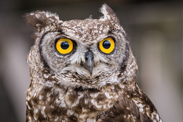 Free photo selective focus shot of an owl with big yellow eyes