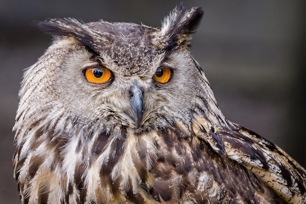 Free photo selective focus shot of an owl with yellow eyes