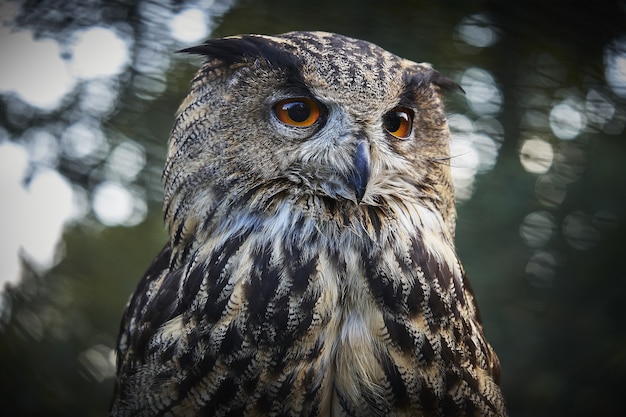 Selective focus shot of an owl