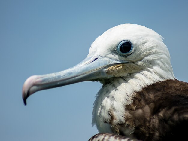 Selective focus shot of a pelican in the Galapagos Islands, Santa Cruz Island in Ecuador