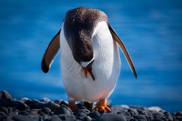 Free photo selective focus shot of a penguin standing on the stones  head down in antarctica