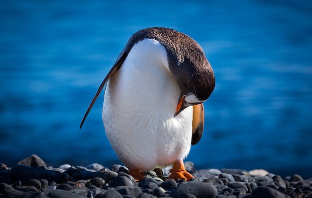 Free photo selective focus shot of a penguin standing on the stones  head down in antarctica