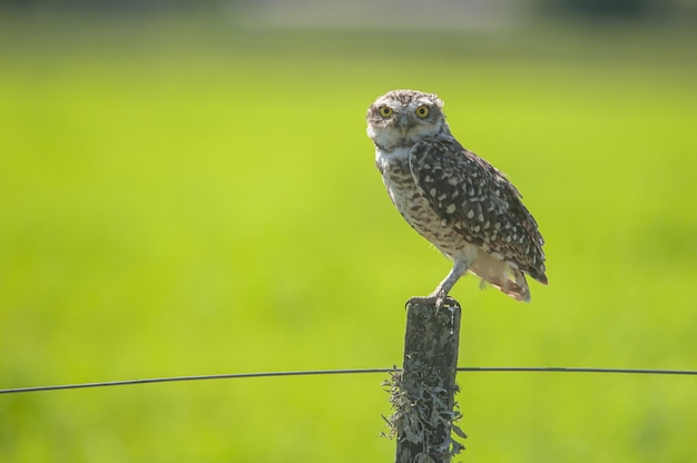 Free Photo selective focus shot of a perched owl with greenery in the background