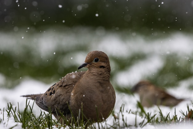 Free photo selective focus shot of a pigeon on the grass-covered field on a snowy day