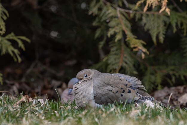 Selective focus shot of a pigeon on a grassy field