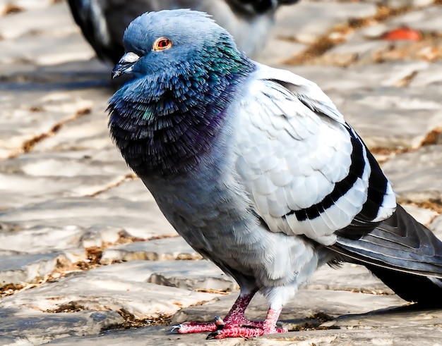 Free photo selective focus shot of a pigeon outdoors