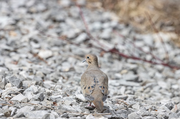 Free Photo selective focus shot of a pigeon standing on rocks