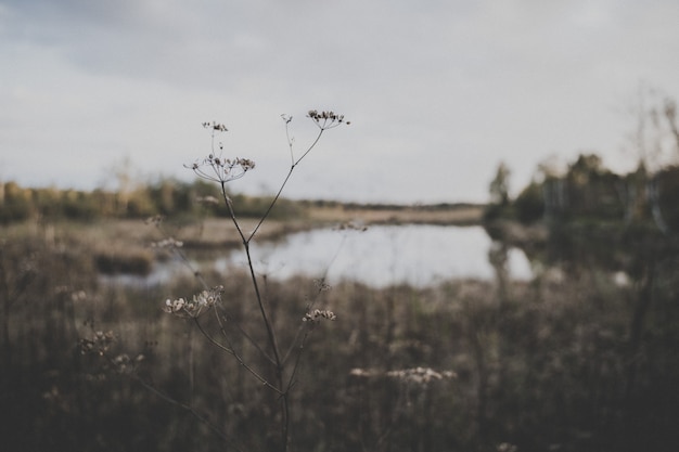 Free photo selective focus shot of a plant in the field with a small lake on the