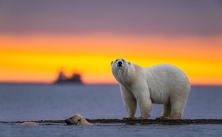 Polar bear photos