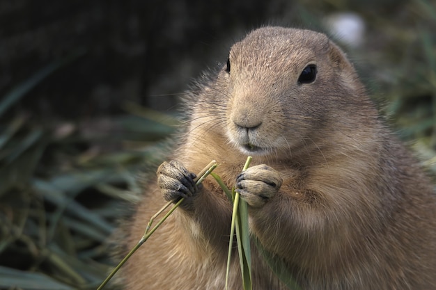 Free photo selective focus shot of a prairie dog eating grass