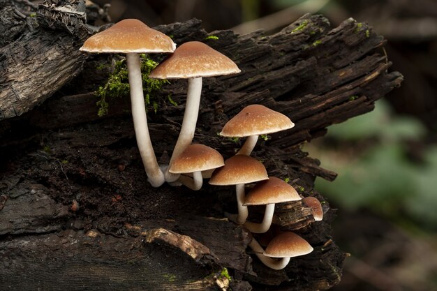 Selective focus shot of a Psathyrella piluliformis growing on a dead tree trunk