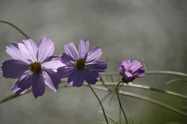 Free Photo selective focus shot of purple cosmos bipinnatus flowering plants growing in the middle of a forest