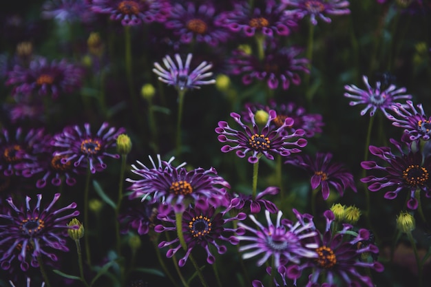 Selective focus shot of purple-petaled flowers with green leaves