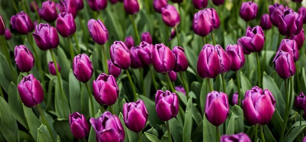 Selective focus shot of purple tulips blooming in a field