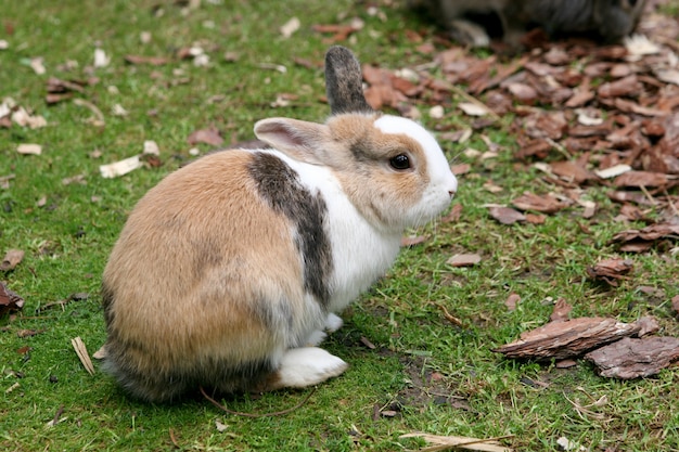 Selective focus shot of a rabbit in the yard