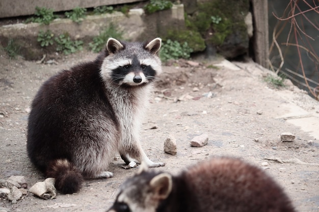 Selective focus shot of a raccoon looking towards the camera