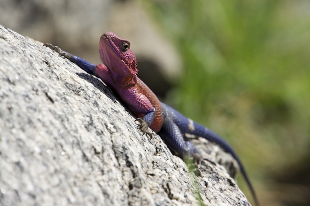 Selective focus shot of a red and blue Agama lizard climbing a rock