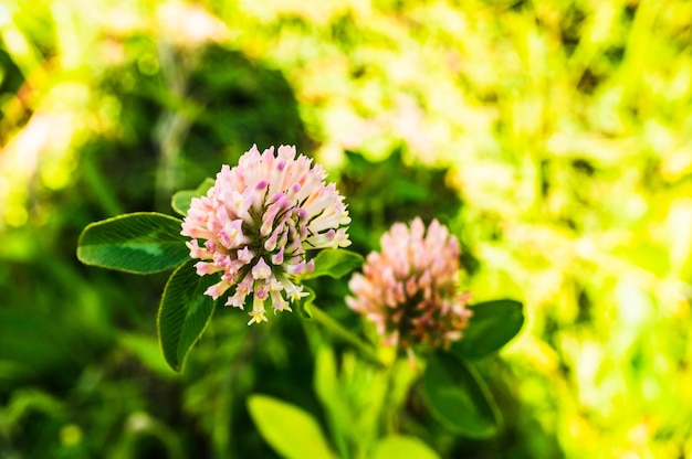 Selective focus shot of red clover flower