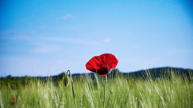 Free photo selective focus shot of a red poppy growing in the middle of a greenfield under the clear sky