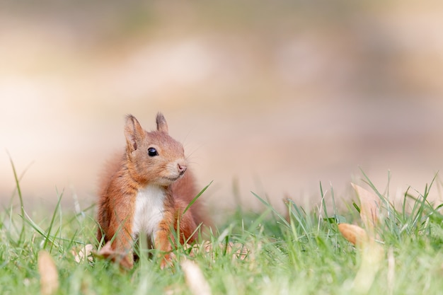 Free photo selective focus shot of red squirrel in the forest