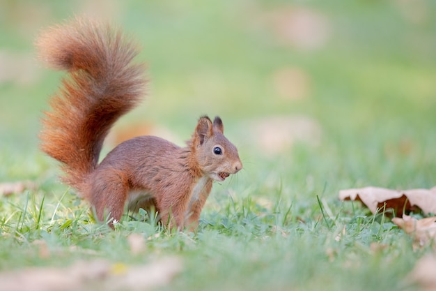 Free photo selective focus shot of red squirrel in the forest