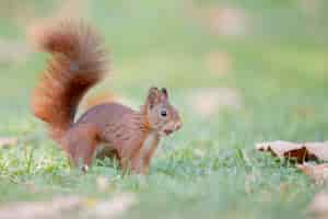 Free photo selective focus shot of red squirrel in the forest