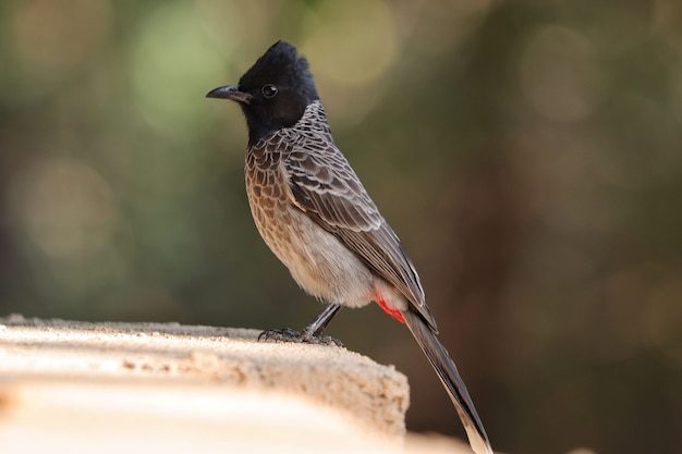 Free photo selective focus shot of a red-vented bulbul outdoors