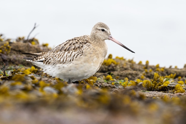 Selective focus shot of a redshank standing on the muddy ground surrounded by yellow flowers