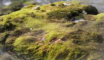 Free photo selective focus shot of a rock covered with green moss