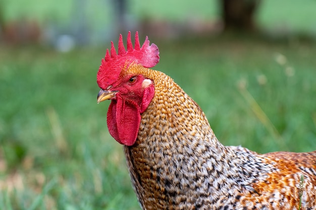 Selective focus shot of a rooster in the pasture