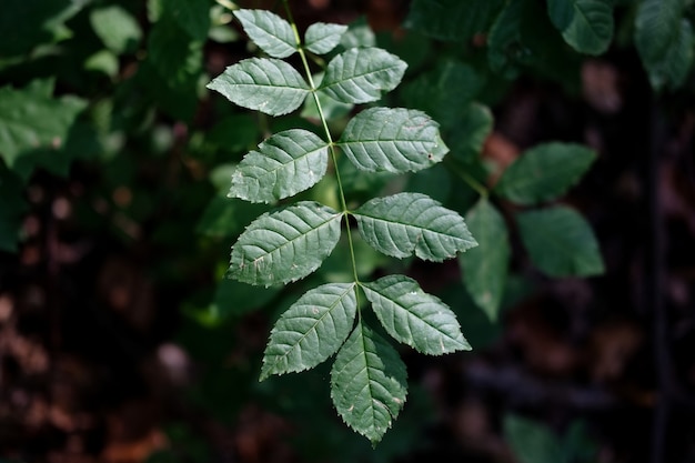 Free photo selective focus shot of rosehip leaves in the forest