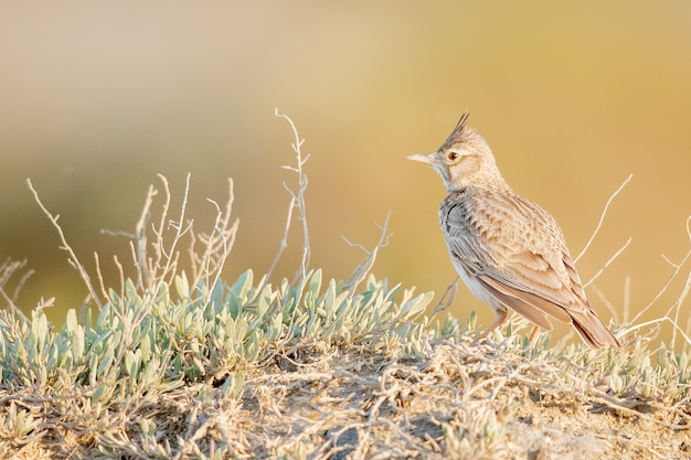 Free photo selective focus shot of rufous naped lark perching in grass