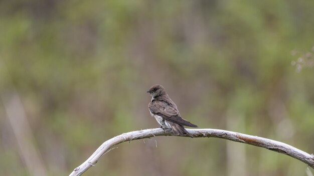 Selective focus shot of a sand martin perched on a branch