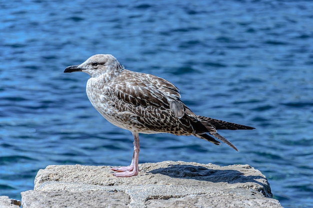 Selective focus shot of a seagull perched on a rock