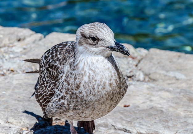 Free Photo selective focus shot of a seagull perched on a rock