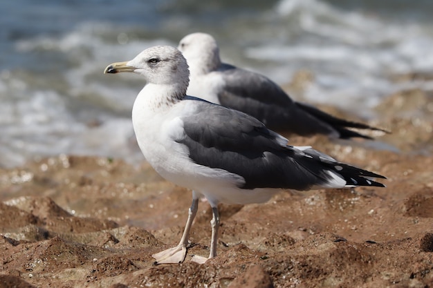 Selective focus shot of a seagull perched on a rocky surface near the sea