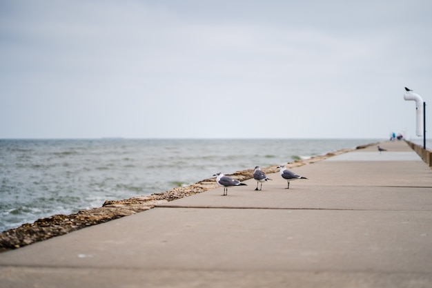 Selective focus shot of seagulls on the walkway next to a beach