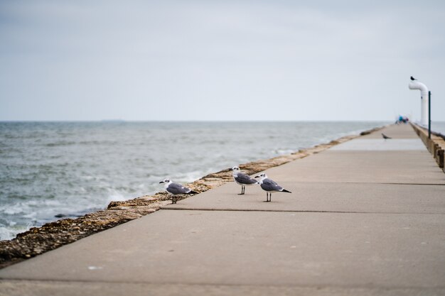 Selective focus shot of seagulls on the walkway next to a beach