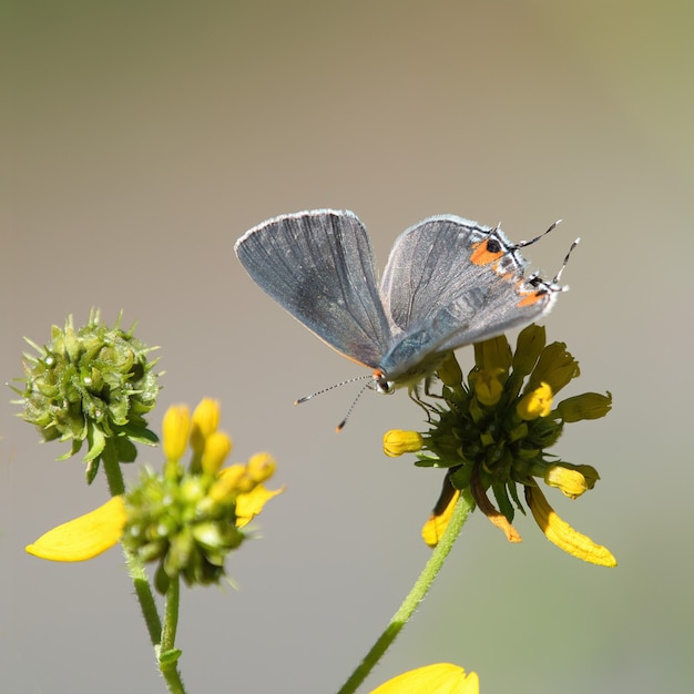 Free Photo selective focus shot of a short-tailed blue on a flower