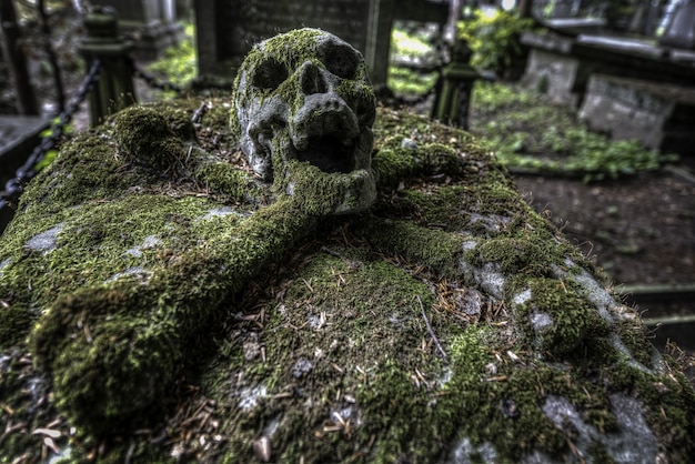 Free Photo selective focus shot of a skull in a graveyard