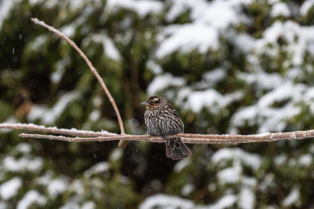 Selective focus shot of a small bird on a thin branch captured on a snowy day