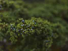 Free photo selective focus shot of the small blue fruits of the spruce tree