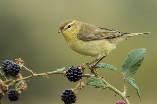 Free photo selective focus shot of a small canary sitting on the branch of a berry tree