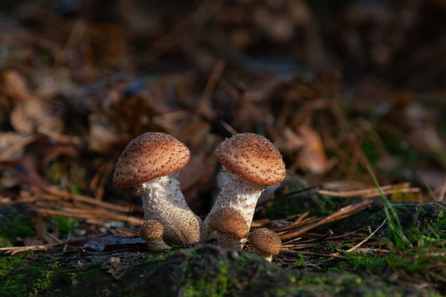 Free photo selective focus shot of small mushroom growing in the forest