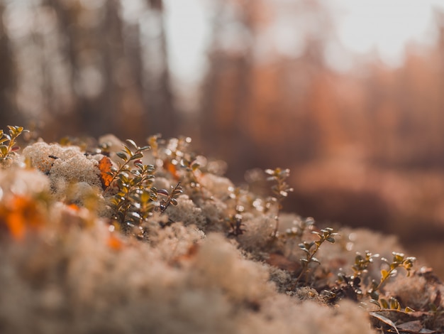 Free photo selective focus shot of small plants growing on the mossy stones with blurred